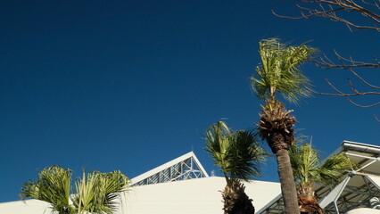 palm tree in the desert