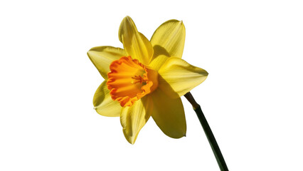 Yellow daffodil flower with orange trumpet center on black background narcissus