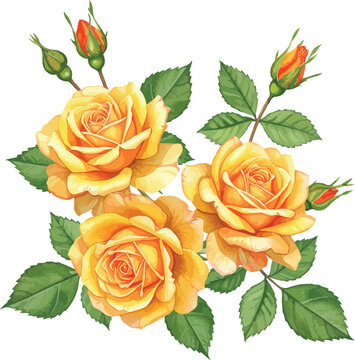 Three yellow roses with green leaves and buds illustration