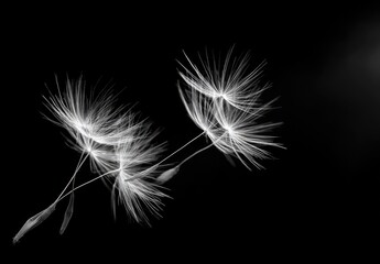 Black background with delicate dandelion seeds floating gently in the darkness
