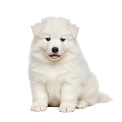 Obraz premium Adorable fluffy white Samoyed puppy dog sitting image
