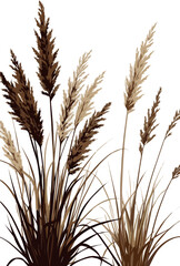 Fototapeta premium Create a realistic Tufts of ornamental grass with shadows vector art with white background.