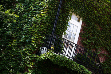 Urban Charm: Ivy-Clad Brick Building With Wrought Iron Balcony Framed By Lush Foliage, Vertical Shot