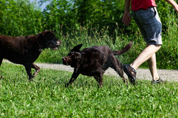 Summer Activities: Dogs Playing With Sprinkler In Sunny Park, Person Walking Background, Enjoying Outdoor Fun