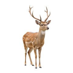 Obraz premium Spotted deer with antlers on black background stag