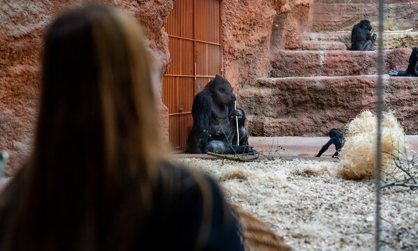 People looking at gorilla in zoo enclosure.
