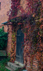 The brick building is covered with orange and red leaves. Black wooden door, entrance to a brick building covered with leaves