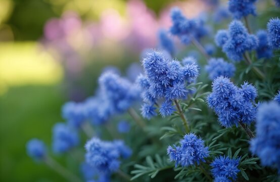 Bluebeard Grand Bleu flowers bloom in soft focus with green and pink bokeh. These Caryopteris x Clandonensis shrubs have small, dense blue flower clusters and serrated green leaves.