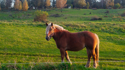 A horse stands among green grass against the backdrop of a forest. Pasture for horses