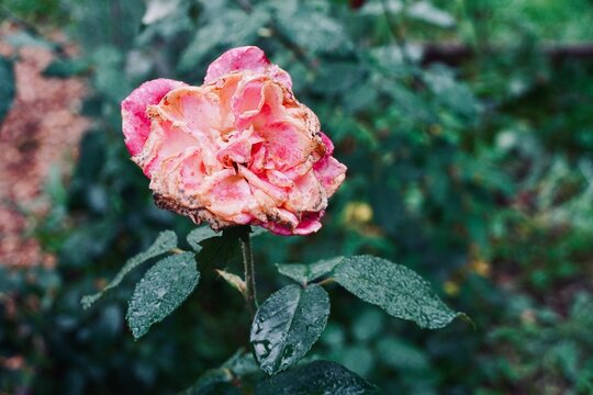 Close-up of a rotten pink rose with dark moldy center and withered edges.