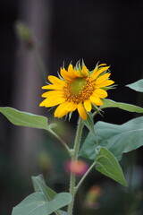 sunflower blossom in a blured green background