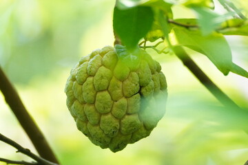 close up of soursop fruit the Tropical Fruit, a name a serikaya in indonesia