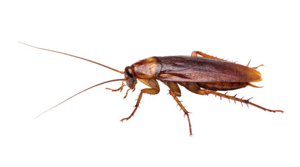 Isolated Cockroach Insect Detailed Close Up