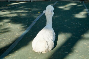 Alpaca at Alpaca Farm Yatsugatake Nagano Japan November 2025