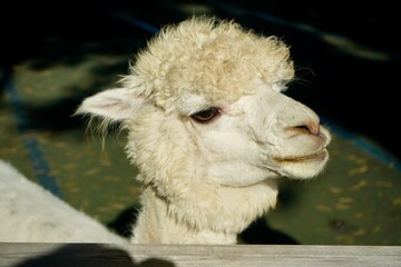 Alpaca at Alpaca Farm Yatsugatake Nagano Japan November 2025