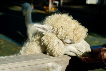 Alpaca at Alpaca Farm Yatsugatake Nagano Japan November 2025