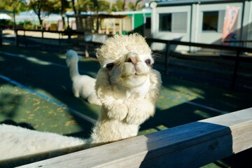 Alpaca at Alpaca Farm Yatsugatake Nagano Japan November 2025
