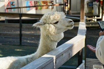 Alpaca at Alpaca Farm Yatsugatake Nagano Japan November 2025