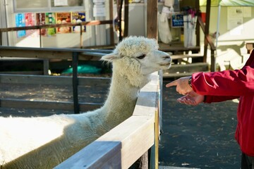 Alpaca at Alpaca Farm Yatsugatake Nagano Japan November 2025
