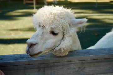 Alpaca at Alpaca Farm Yatsugatake Nagano Japan November 2025