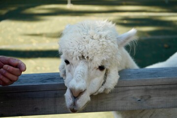 Alpaca at Alpaca Farm Yatsugatake Nagano Japan November 2025