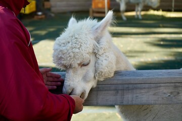 Alpaca at Alpaca Farm Yatsugatake Nagano Japan November 2025
