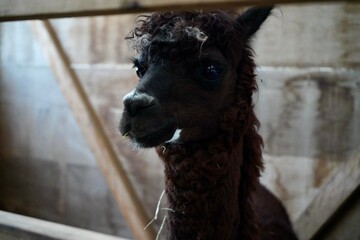 Alpaca at Alpaca Farm Yatsugatake Nagano Japan November 2025