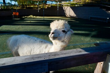 Alpaca at Alpaca Farm Yatsugatake Nagano Japan November 2025