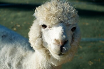 Alpaca at Alpaca Farm Yatsugatake Nagano Japan November 2025