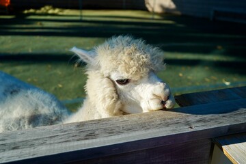 Alpaca at Alpaca Farm Yatsugatake Nagano Japan 八ヶ岳 アルパカ 牧場 November 2025