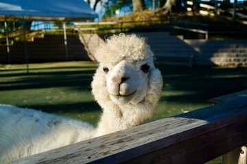 Alpaca at Alpaca Farm Yatsugatake Nagano Japan 八ヶ岳 アルパカ 牧場 November 2025