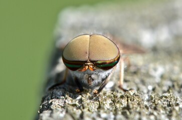 Horsefly close up