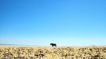 Lone Cow Standing in a Dry, Golden Field Under a Vast Blue Sky
