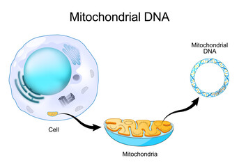 Mitochondrial DNA. Close-up of cell with Mitochondria.