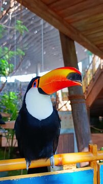Toco toucan bird is sitting on a branch and looking at camera