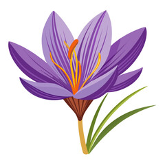 Fototapeta premium Vibrant purple crocus flower in full bloom with green leaves