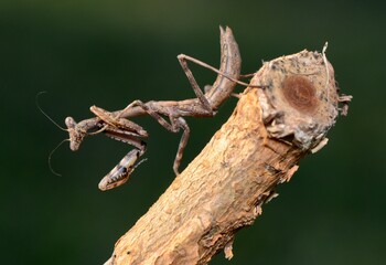 Praying mantis on a branch