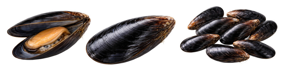 Fresh Raw Mussels in Shell, Open and Closed
