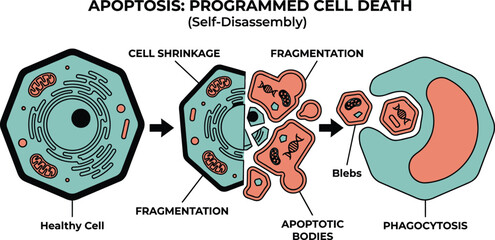 Apoptosis programmed cell death diagram showing healthy cell shrinkage fragmentation into apoptotic bodies engulfed by phagocytosis for biology science study aid.