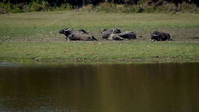 Asiatic Wild Water Buffalo - Bubalus arnee busking in the afternoon sun at Kaziranga National Park of Assam