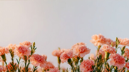 青空を背景に咲く美しいピンク色のカーネーションの花とコピースペース