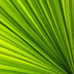 Obraz premium Vibrant green palm leaf, a radiant sunburst of natural lines radiating from its core