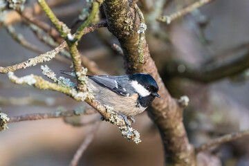 Coal tit on a cold winter morning © Marko