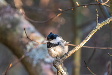 Coal tit on a cold winter morning © Marko