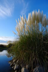 Serene landscape with tall grass by calm water