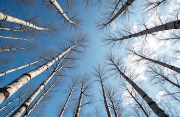Birch trees reach towards a clear blue sky with sparse clouds. Bare branches create intricate patterns against the winter sky. This low angle perspective shows the majestic forest canopy above.