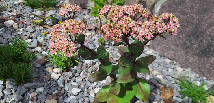 A hylotelephium plant (stonecrop, orpine, elsie's gold, sedum) with pink flowers grows in a flowerbed along a stone wall. Panorama.