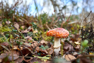 Amanita muscaria or fly agaric or fly amanita basidiomycetes of genus Amanita. Large white gilled white spotted usually red mushroom. Selective focus close up shot.