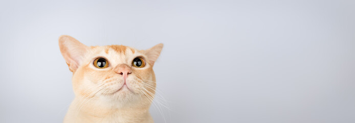 A cat with big eyes looks up.