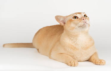 Burmese cream cat in full length